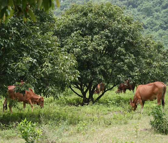 cattle grazing